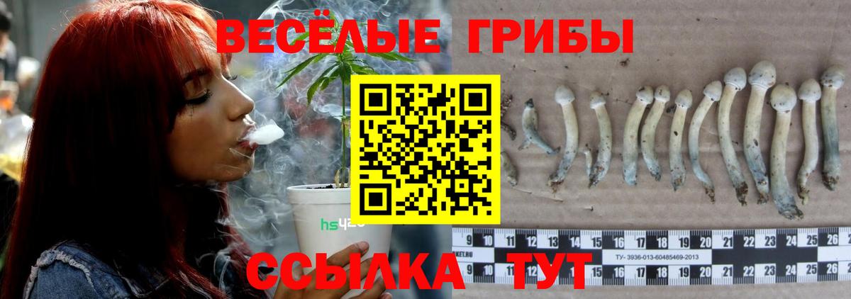 Галлюциногенные грибы Psilocybe Гусев